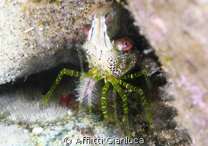 shrimp..... by Afflitti Gianluca 
